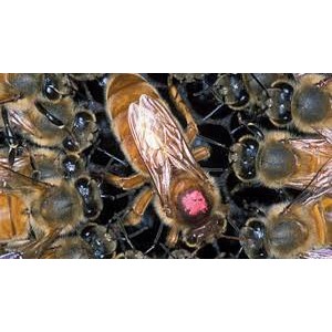 Reine Fécondée - Souche sélectionée